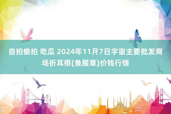 自拍偷拍 吃瓜 2024年11月7日宇宙主要批发商场折耳根(鱼腥草)价钱行情